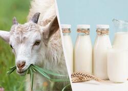 İnək yoxsa keçi südü? - Həkim hansının faydalı olduğunu açıqladı