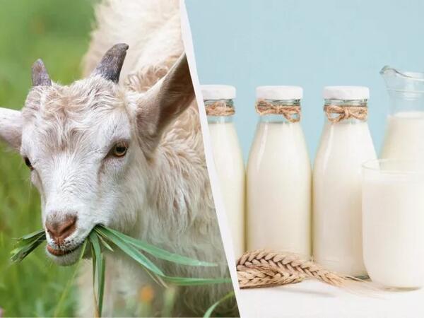 İnək yoxsa keçi südü? - Həkim hansının faydalı olduğunu açıqladı