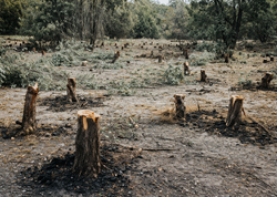 Saatlıda ekologiya qəsdən məhv edilir? - İDDİA
