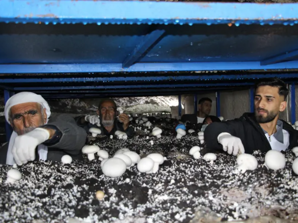 2 min illik mağaranı çörək ağacına çevirdi: Ayda 3 ton məhsul götürür - <span class="color_red">FOTO</span>