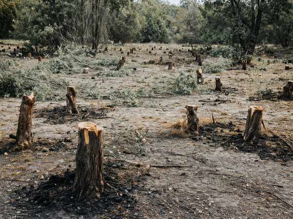 Saatlıda ekologiya qəsdən məhv edilir? - İDDİA