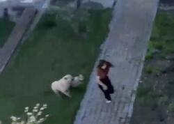 UNEC-in həyətində tələbəyə sahibsiz it hücum ETDİ - <span class="color_red">ANBAAN VİDEO</span>