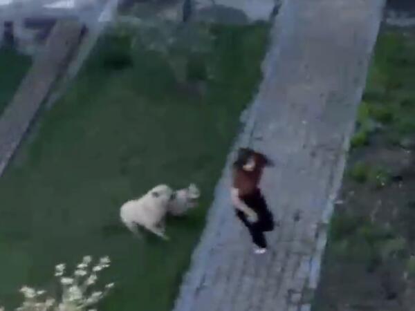 UNEC-in həyətində tələbəyə sahibsiz it hücum ETDİ - <span class="color_red">ANBAAN VİDEO</span>