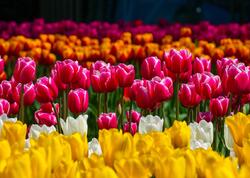 Bakı bulvarı dağlalələri ilə yenidən rəngə boyandı - <span class="color_red">FOTOlar</span>