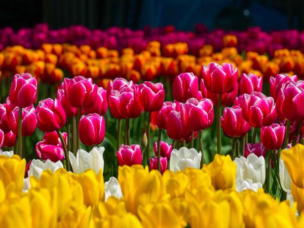 Bakı bulvarı dağlalələri ilə yenidən rəngə boyandı - <span class="color_red">FOTOlar</span>