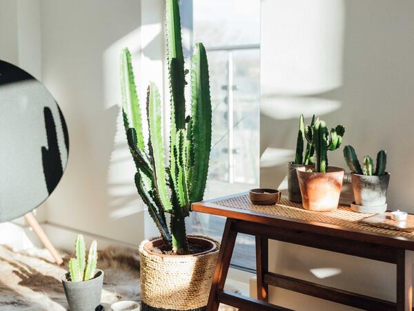 Evə şanssızlıq və bədbəxtlik gətirən O BİTKİ