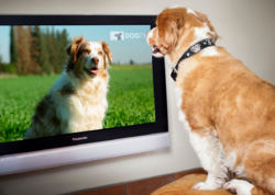 Ev heyvanları televizor izləyəcək - Yeni kanal YARADILDI