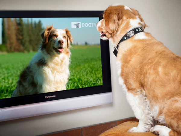 Ev heyvanları televizor izləyəcək - Yeni kanal YARADILDI