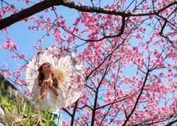 Vaşinqtonda sakura mövsümü: Tokio hədiyyəsi şəhərə xüsusi gözəllik qatır - <span class="color_red">FOTOlar</span>