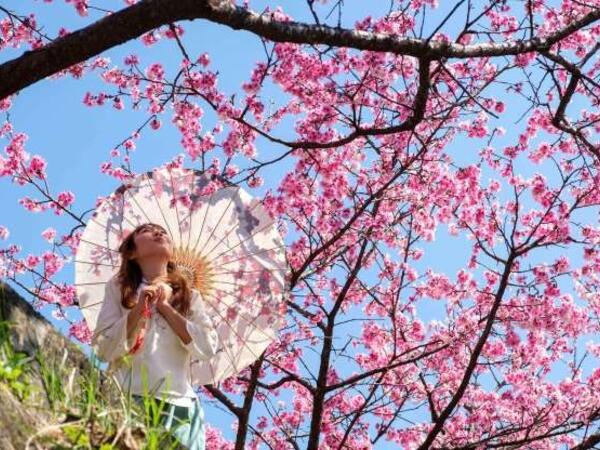 Vaşinqtonda sakura mövsümü: Tokio hədiyyəsi şəhərə xüsusi gözəllik qatır - <span class="color_red">FOTOlar</span>