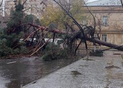Bakıda ağac aşdı, yol BAĞLANDI