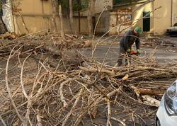 Ağac "07”nin üstünə aşdı - <span class="color_red">FOTOlar</span>