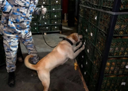 Kivilərin arasında külli miqdarda narkotik keçirmək istədi - <span class="color_red">FOTO</span>