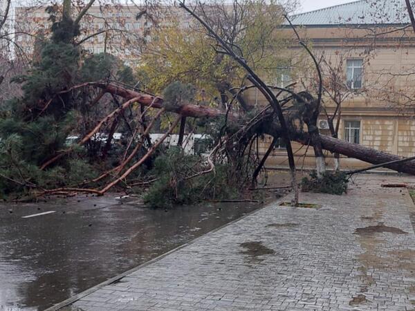 Bakıda ağac aşdı, yol BAĞLANDI