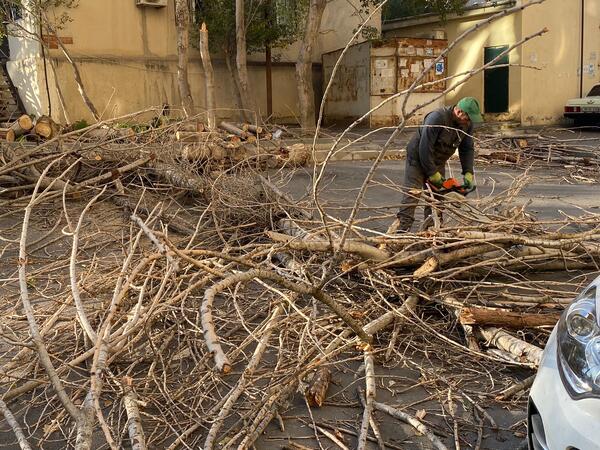 Ağac "07”nin üstünə aşdı - <span class="color_red">FOTOlar</span>