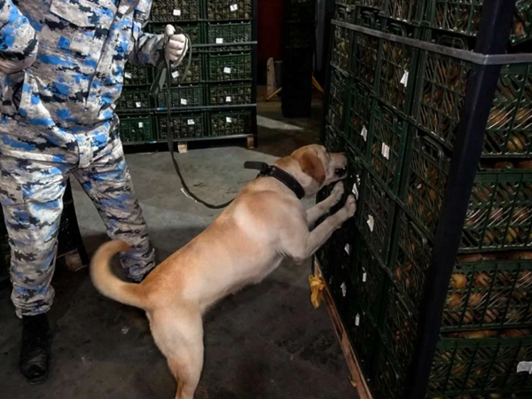 Kivilərin arasında külli miqdarda narkotik keçirmək istədi - <span class="color_red">FOTO</span>