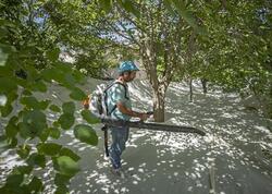 Təbiətdə pulsuz yetişən bu möcüzə vücudu başdan-ayağa yeniləyir