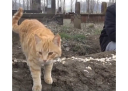 Günlərdir ölən sahiblərinin məzarından AYRILMIRLAR - <span class="color_red">VİDEO</span>