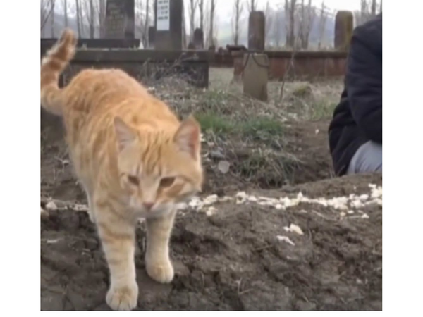 Günlərdir ölən sahiblərinin məzarından AYRILMIRLAR - <span class="color_red">VİDEO</span>