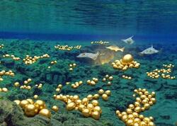 Suyun altında yüzlərlə nəhəng qızıl yumurta tapıldı