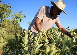Hər gün bir stəkan içənlərin ürəyi yenilənir