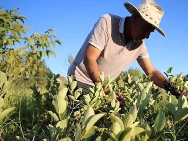 Hər gün bir stəkan içənlərin ürəyi yenilənir