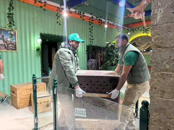 Qanunsuz saxlanılan vəhşi heyvanlar xilas edildi - <span class="color_red">FOTO</span>