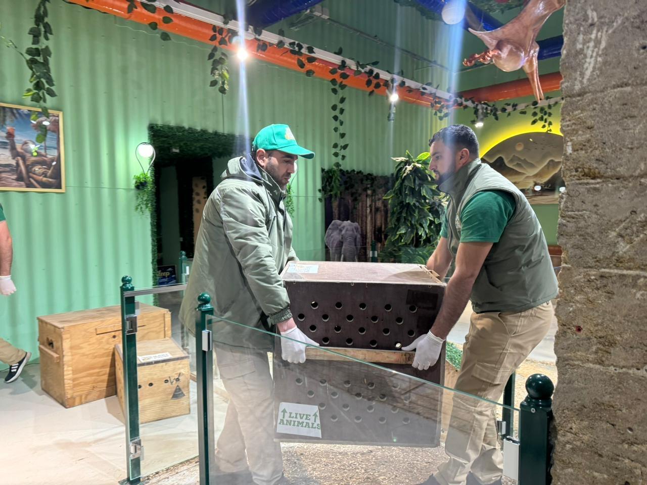 Qanunsuz saxlanılan vəhşi heyvanlar xilas edildi - FOTO