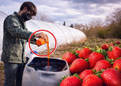 Çiyələyə zəhərli maddələr qatılır? - GÖRÜNTÜLƏR yayıldı - VİDEO