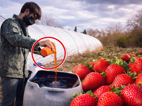 Çiyələyə zəhərli maddələr qatılır? - GÖRÜNTÜLƏR yayıldı - VİDEO