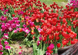 Bulvardakı zanbaqları kim bu hala salıb? - <span class="color_red">VİDEO</span>