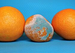 Kifli qidalardan hansı yeyilməli, hansı zibilə atılmalıdır?