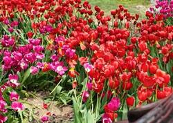 Bulvarda gülləri əzənlər polisə çağırıldı - <span class="color_red">VİDEO</span>