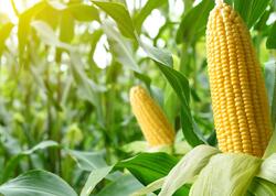 Qarğıdalının bilmədiyimiz faydaları