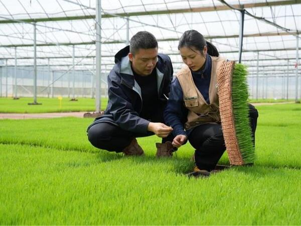 Səhrada yaşıl möcüzə: Çin Taklamakanı əkin sahəsinə çevirir - <span class="color_red">FOTO</span>