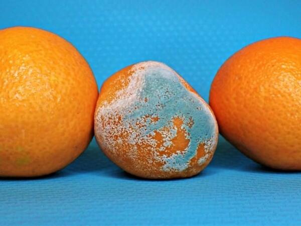 Kifli qidalardan hansı yeyilməli, hansı zibilə atılmalıdır?