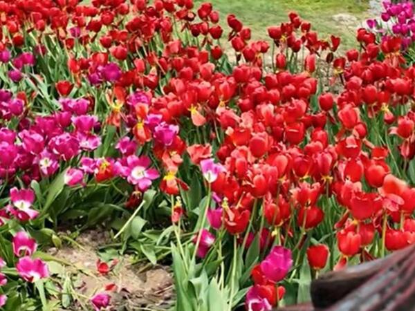 Bulvarda gülləri əzənlər polisə çağırıldı - <span class="color_red">VİDEO</span>