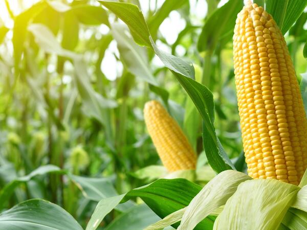 Qarğıdalının bilmədiyimiz faydaları