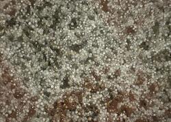 Bakıya yağan dolunun səbəbi <span class="color_red">açıqlandı</span>