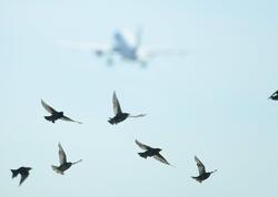 Quşlar azmadan necə yol tapır? - Yaddaş yoxsa...
