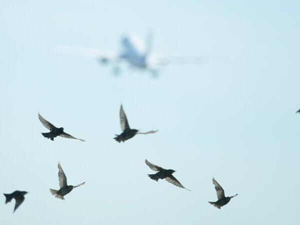 Quşlar azmadan necə yol tapır? - Yaddaş yoxsa...