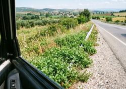 Dünyanın ən sağlam göyərtisi bəlli oldu: Yol qırağındaca yetişir