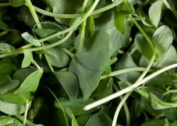 Bazarda üzünə baxmadığımız göyərti "dünyanın ən sağlam tərəvəzi" seçildi