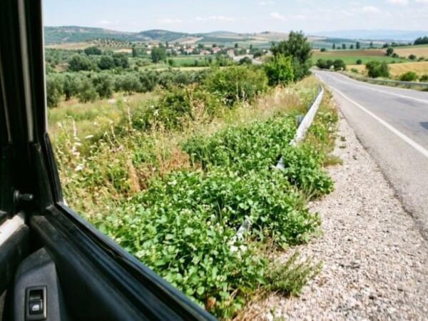 Dünyanın ən sağlam göyərtisi bəlli oldu: Yol qırağındaca yetişir