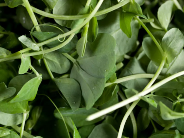 Bazarda üzünə baxmadığımız göyərti "dünyanın ən sağlam tərəvəzi" seçildi