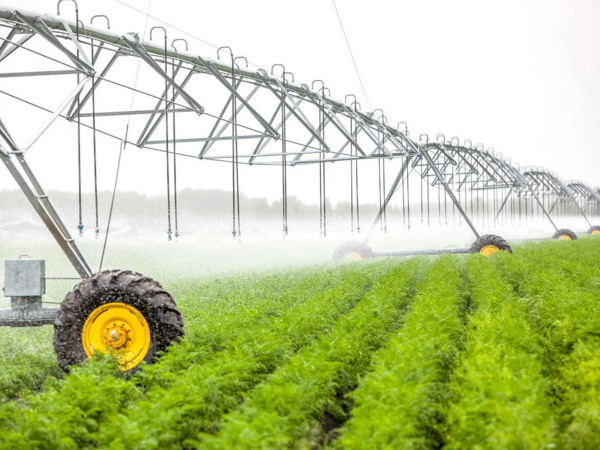 Əkin sahəsindən meyit TAPILDI