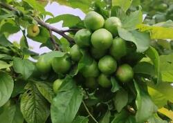 Alçanın qiyməti niyə düşmür: <span class="color_red">Bahalığın səbəbi nədir?</span>