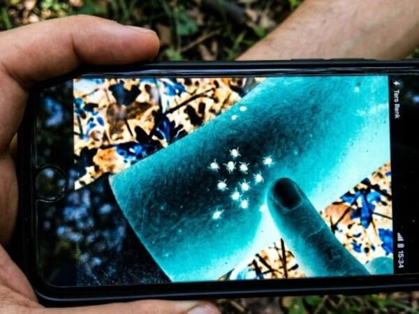 Gənələri aşkar etmək artıq çox asandır: Telefonunuzda bu rejimi açın