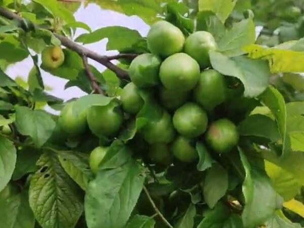 Alçanın qiyməti niyə düşmür: <span class="color_red">Bahalığın səbəbi nədir?</span>