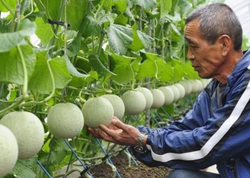 Masajla yetişdirilirlər: Dənəsi bir avtomobil qiymətinə satılır